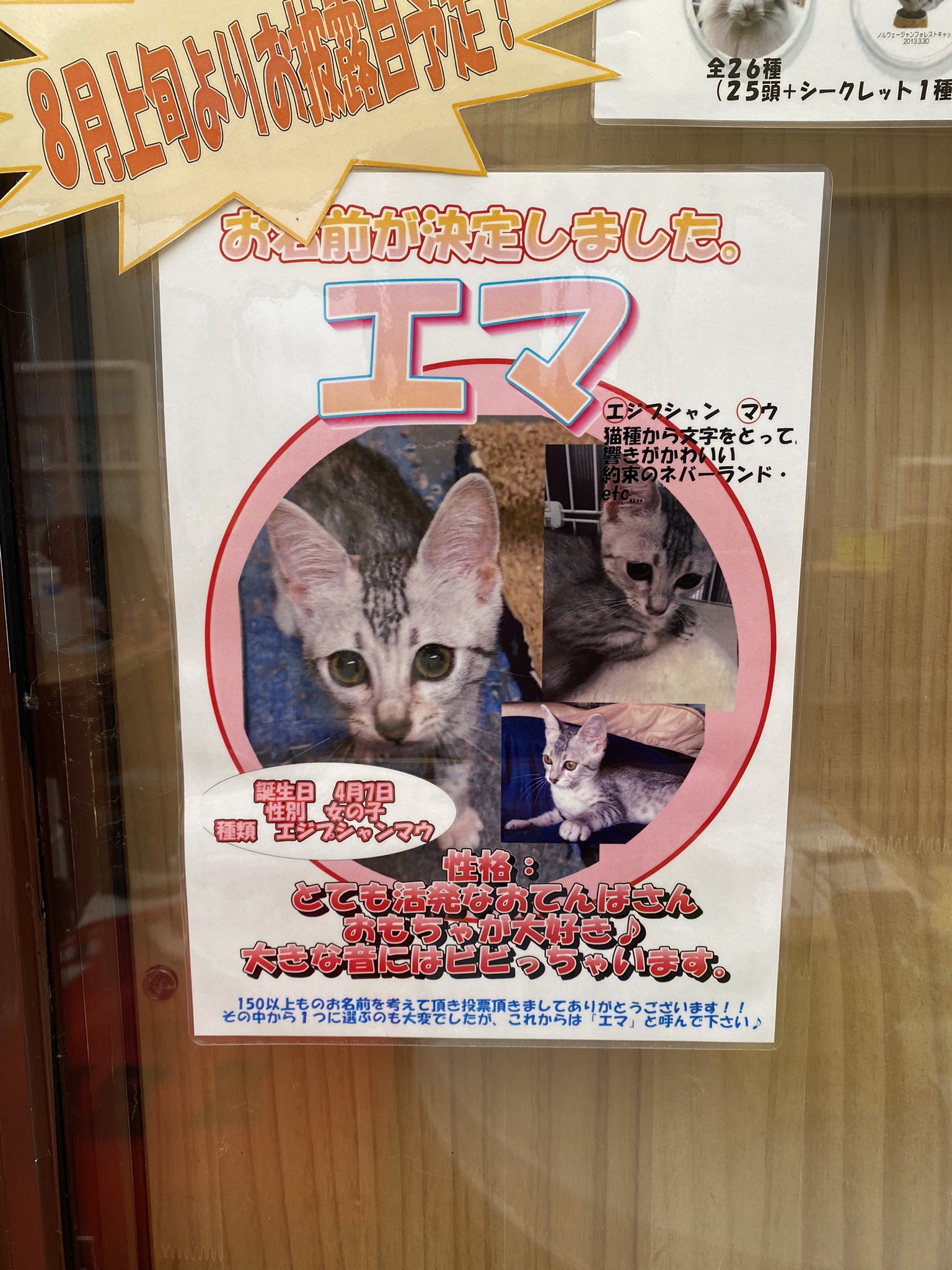 تويتر 猫カフェ アミパ名取店 على تويتر こんにちは 今日は子猫ちゃんのご紹介です やっとお披露目が8月上旬から始まります ゲージでのお披露目です 是非見に来てください 名取アミューズメントパーク 猫カフェ 子猫 T Co V8ets4mcdz