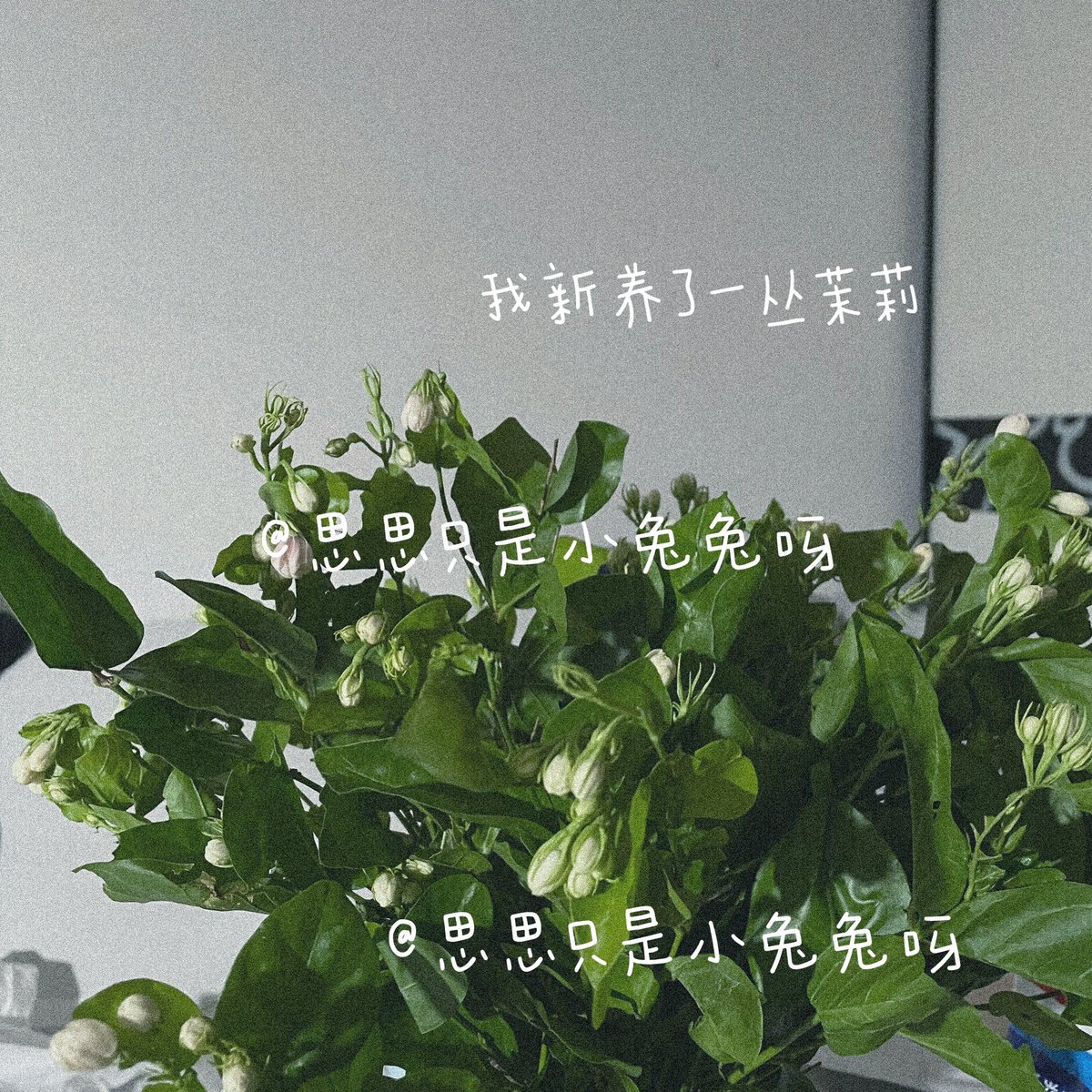 福利姬sisi_violet分享的黄推图片4 - 网红私拍内容