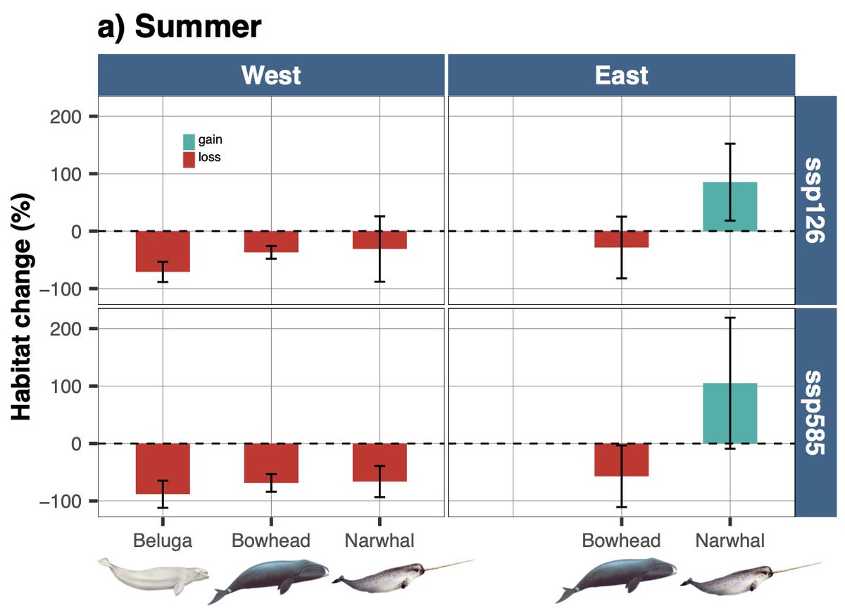 Philippine Chambault (@philippinecham1) on Twitter photo Arctic whales in warming waters 🌡️:
Our new paper is out in <a href="/ScienceAdvances/">Science Advances</a>:
"Future seasonal changes in habitat for Arctic whales during predicted ocean warming"
science.org/doi/full/10.11…
@mads_heide and others! Arctic whales in warming waters 🌡️:
Our new paper is out in <a href="/ScienceAdvances/">Science Advances</a>:
"Future seasonal changes in habitat for Arctic whales during predicted ocean warming"
science.org/doi/full/10.11…
@mads_heide and others!