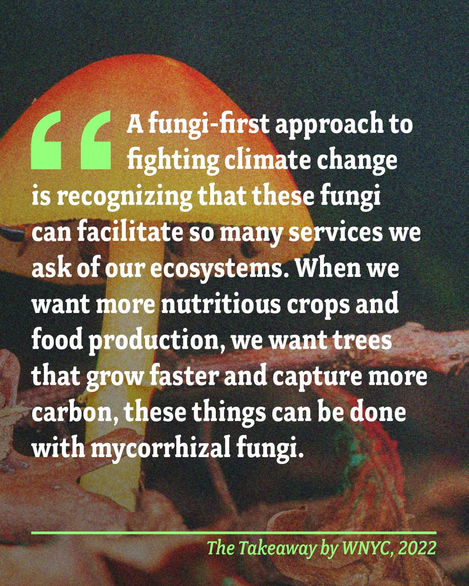 FungaPbc's tweet photo. This week our founder Dr Colin Averill spoke with WNYC's The Takeaway to discuss the forest microbiome's potential to help mitigate #climatechange. Listen at: https://t.co/uslBiUFJvJ https://t.co/v6ulUy7hxA