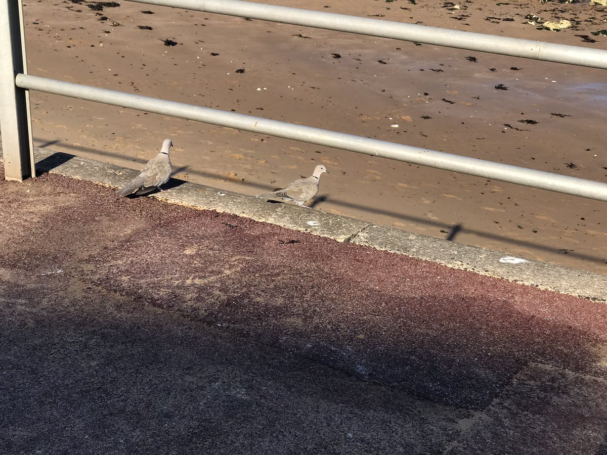 naturalknapp's tweet photo. Giving me all the signs today ๐๐๐ค #StoneBay #Thanet #Broadstairs ๐โ๏ธโพ๐ซ https://t.co/XjZywfBZ44