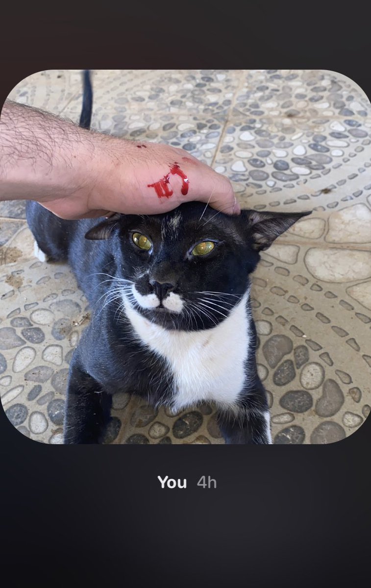 10eeo_'s tweet photo. هتلر🐈‍⬛ https://t.co/Qv1IVuERi8