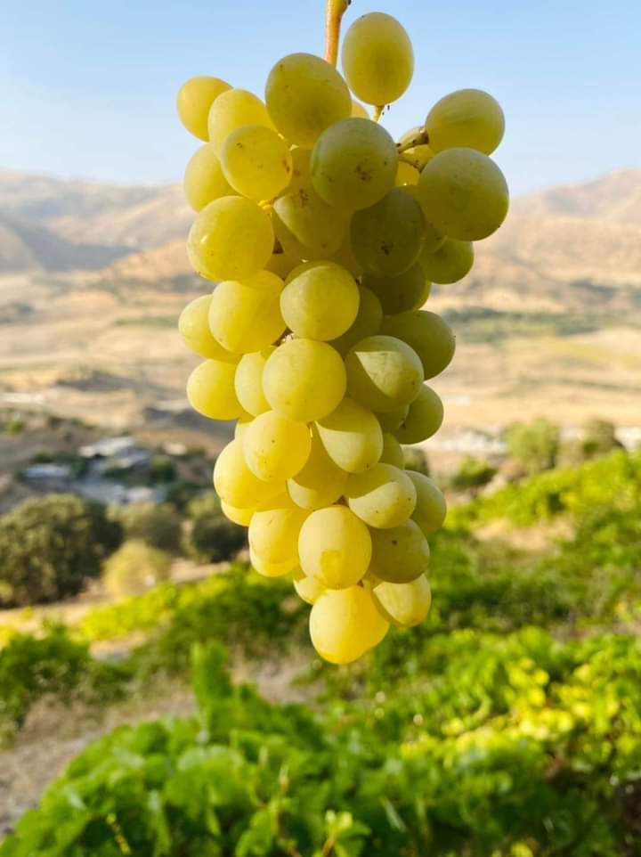 kozhinnazad's tweet photo. ترێی شارباژێڕ.. گاپیڵۆن 😋🍇
#swra https://t.co/uPqZcewTKp