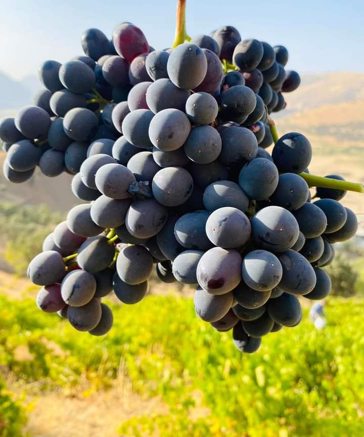kozhinnazad's tweet photo. ترێی شارباژێڕ.. گاپیڵۆن 😋🍇
#swra https://t.co/uPqZcewTKp