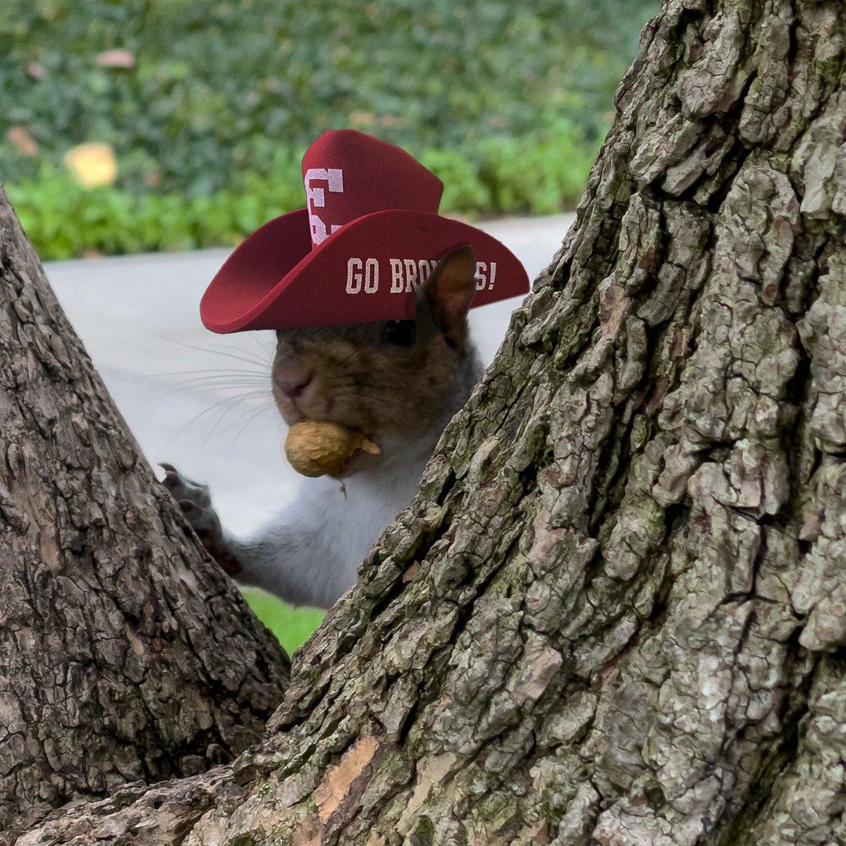 Our friendly neighborhood squirrels 🐿️ are proud SCU Broncos, tell us what you are excited to learn about @SantaClaraUniversity ! The Common App for First-Year and Transfer students are out! #DiscoverSCU #SantaClaraUniversity #CommonApp #Squirrels