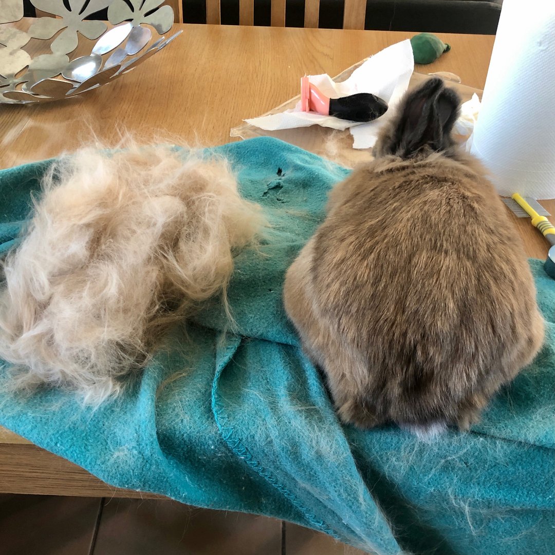 RabbitRetailUK's tweet image. Let’s have a little fun as it’s #BunnyButtFriday
Spot the difference! 🐰🔎

 #Bunny #Rabbit #OneHopShop #RabbitRetail