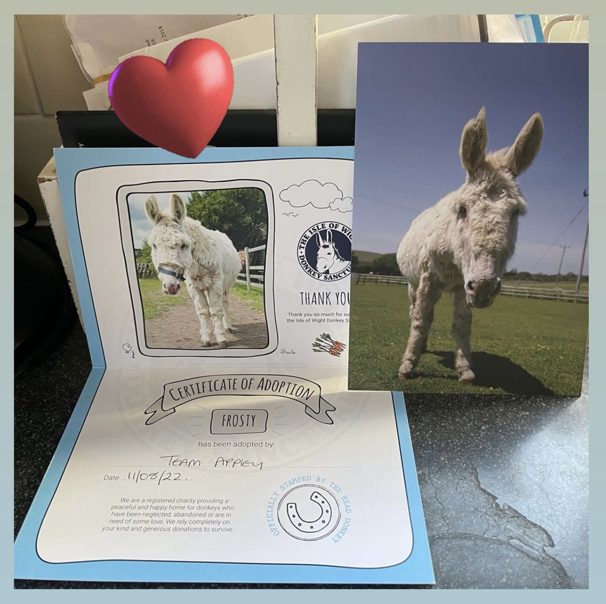 heyitskarencee's tweet photo. I want you to meet the donkeys we adopted - Frosty & Murphy. These beauties are in the fresh air herd as they have respiratory problems.
Extending our #TeamAppley love!
We’ll visit them soon! 🥰 https://t.co/nTIzUoEgyK