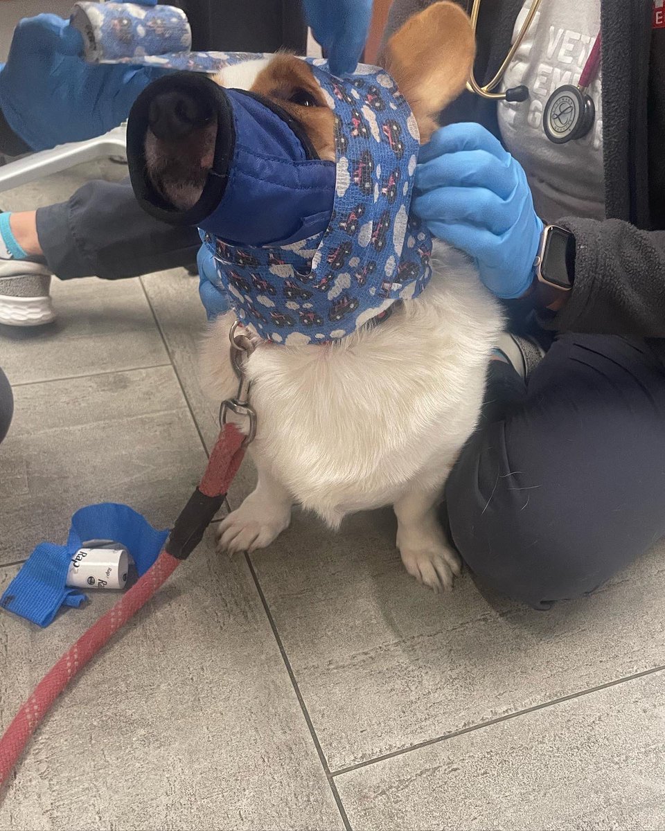 LoveDaDizastR's tweet photo. Charlie was bit by Cheddar on the ear &amp; caused a slice and could’ve benefited from stitches but we had to go to the conservative route &amp; use medical glue bc of the costs. Please if you have a few bucks to spare  ➡️ https://t.co/rp5C4BB4YW

#corgicrew #corgi #brooklyn #ilovemydog https://t.co/DJCdHExmAU