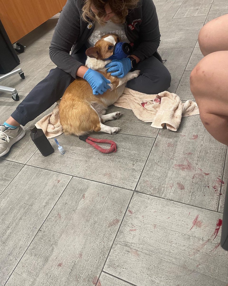 LoveDaDizastR's tweet photo. Charlie was bit by Cheddar on the ear &amp; caused a slice and could’ve benefited from stitches but we had to go to the conservative route &amp; use medical glue bc of the costs. Please if you have a few bucks to spare  ➡️ https://t.co/rp5C4BB4YW

#corgicrew #corgi #brooklyn #ilovemydog https://t.co/DJCdHExmAU