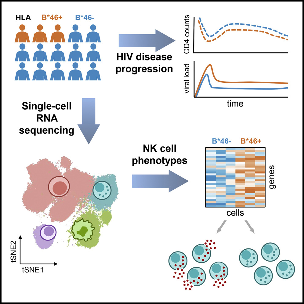 cellhostmicrobe's tweet photo. HIV disease progression linked to HLA &amp; NK cells. @rasmithomas &amp; Co reveal B∗46 (most frequent HLA-B allele in Thailand) is associated w/ #HIV disease progression potentially due to differences in #NKcell populations https://t.co/yPPaERALQW https://t.co/h9h7ThjHy7