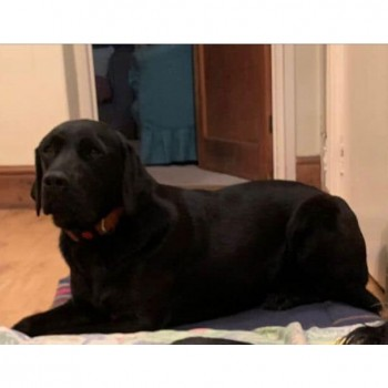 millypod1's tweet photo. 🆘11 AUG 2022 #Lost LULA #ScanMe
Black Labrador Retriever Female
#Enborne #Newbury #Berkshire #RG20
PLEASE DO NOT CHASE,CALL OR TRY TO CATCH HER. Please call her owner immediately if you see her.
☎️07765 077780/ 07809 216764
https://t.co/VOKuEQbDY8 https://t.co/RH3nBcqL25