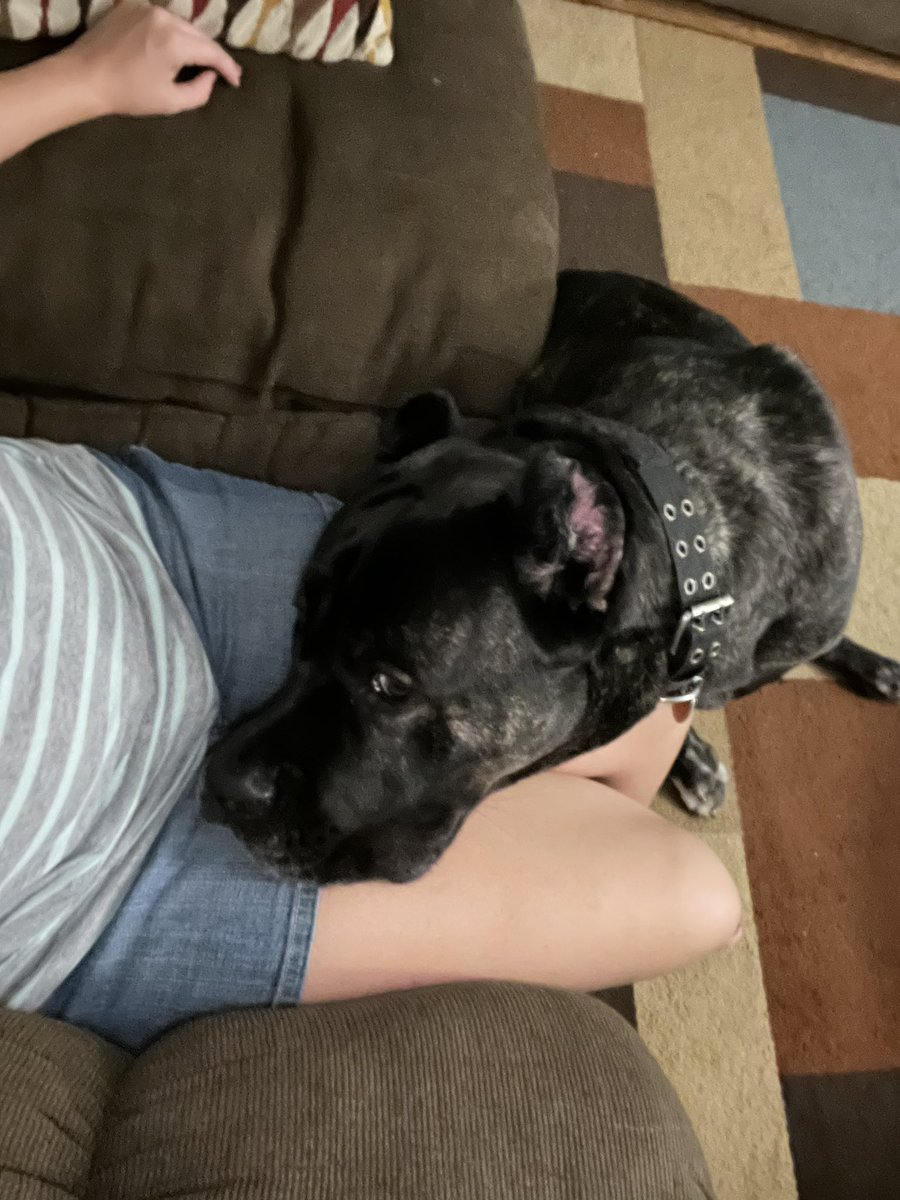 cherrylips506's tweet photo. Kids are playing near big kitchen window with the thunder storm. Guess who’s scared and snuggled with momma….
#pets #dogs #canecorso #dogsoftwitter #Rooney #Thunderstorm #scared #savememom https://t.co/GmMM6km1zW