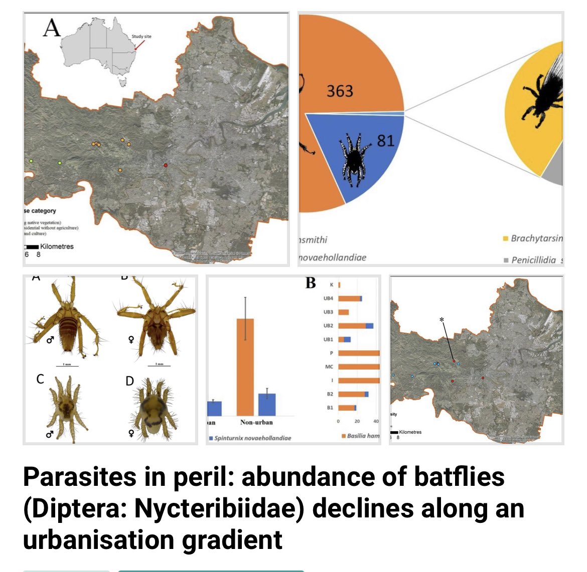 Our latest paper on #bats, #urbanroosts and #ectoparasites provides evidence of parasite #spillover between sympatric species. Urban bats need more roosts! link.springer.com/article/10.100…