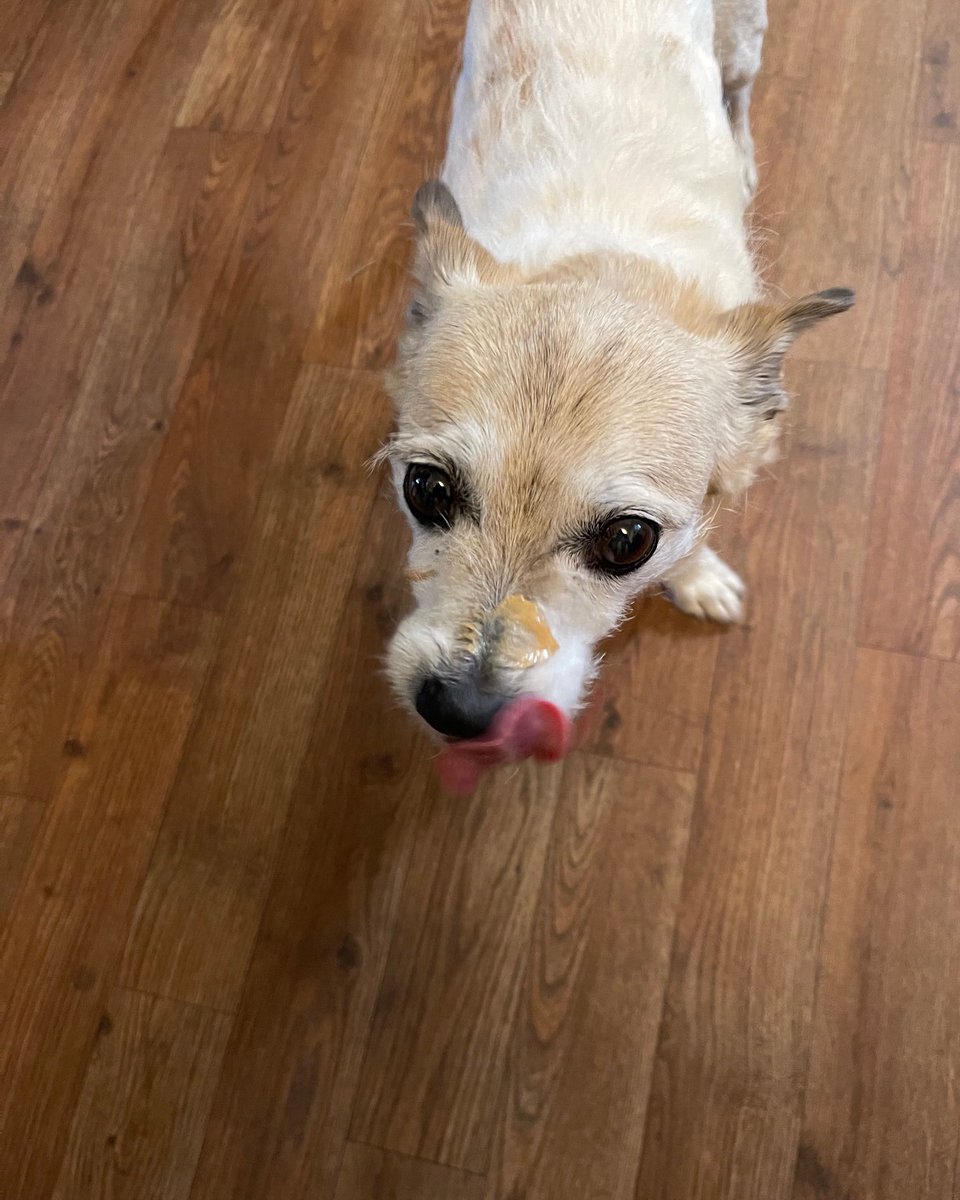 The Fargo missed the memo on the mechanics of eating. #peanutbutter #dogsoftwitter