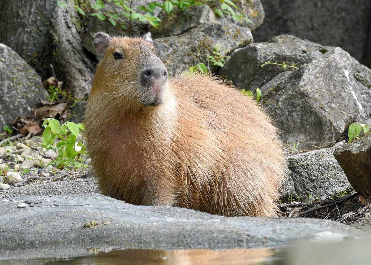 RedCrossIL's tweet image. You can still sign up to be a part of the Brookfield Zoo Blood Drive on Aug. 16 from 9 AM - 3 PM! Call 1-800-733-2767, use the Blood Donor App or visit rdcrss.org/3ubtSNf and enter sponsor code: BrookfieldZoo to schedule your appointment. See you @brookfield_zoo