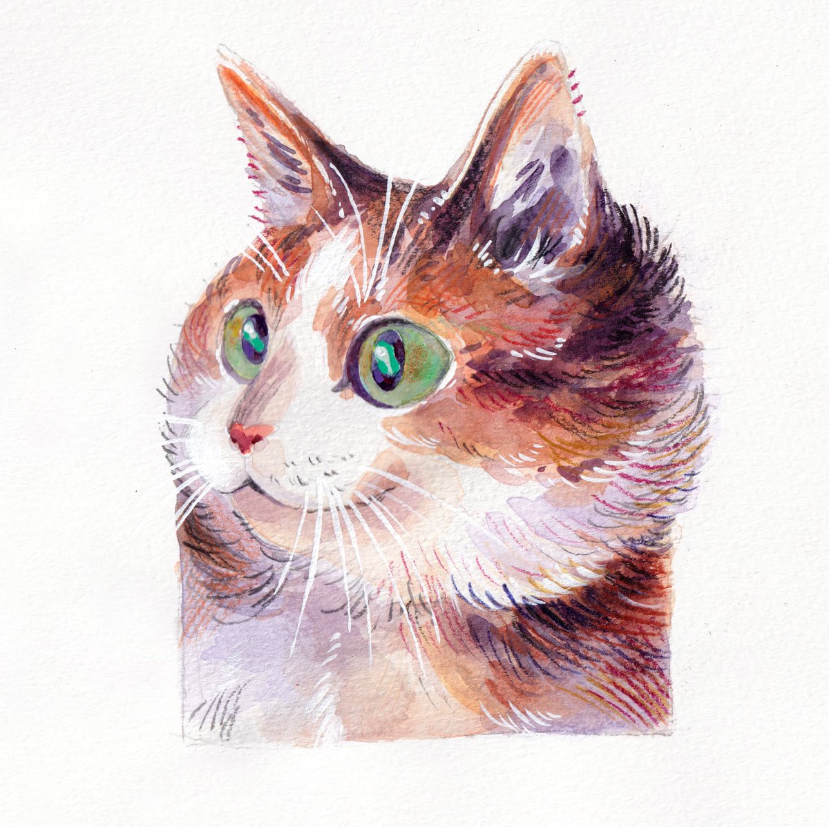 「cat sketches in color 」|Heikalaのイラスト