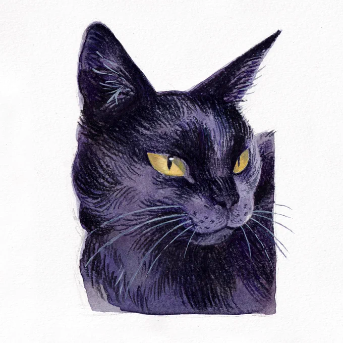 cat sketches in color 