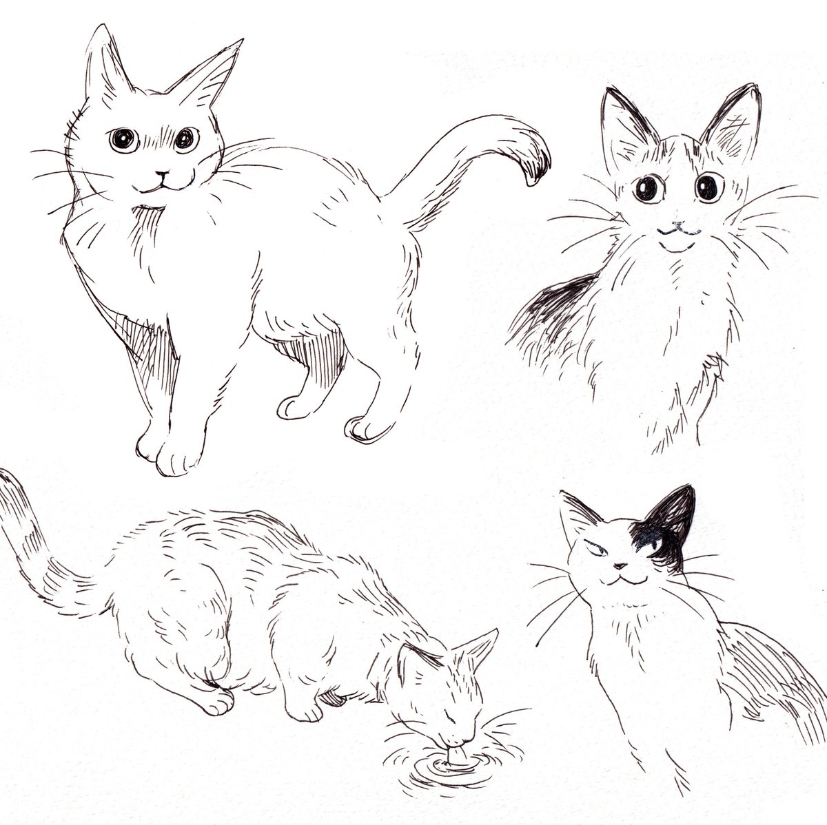 cat sketches in b&w ✍️ 
