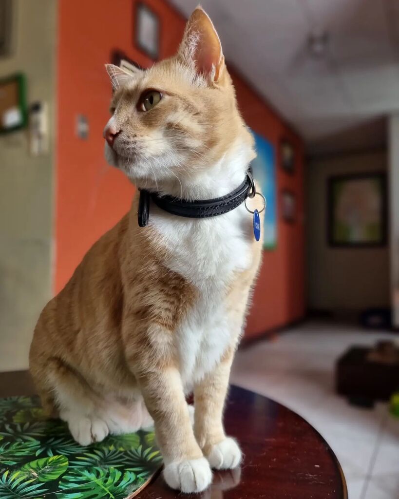ChaiCatCR's tweet photo. Esperando un poquito de comida y el #McAtuncito que me prometió @milobloguero 🐟🐯

#Chai #ChaiCatCR #GoldenCats #BigCats #Tigers #naranja #GatoLoco #BigCatsOfInstagram #gatosgordos #gatosgigantes #gatos #gatosdorados #Gatosnaranja #ora… https://t.co/2BrnPJp3TL https://t.co/lVRPm3fISy
