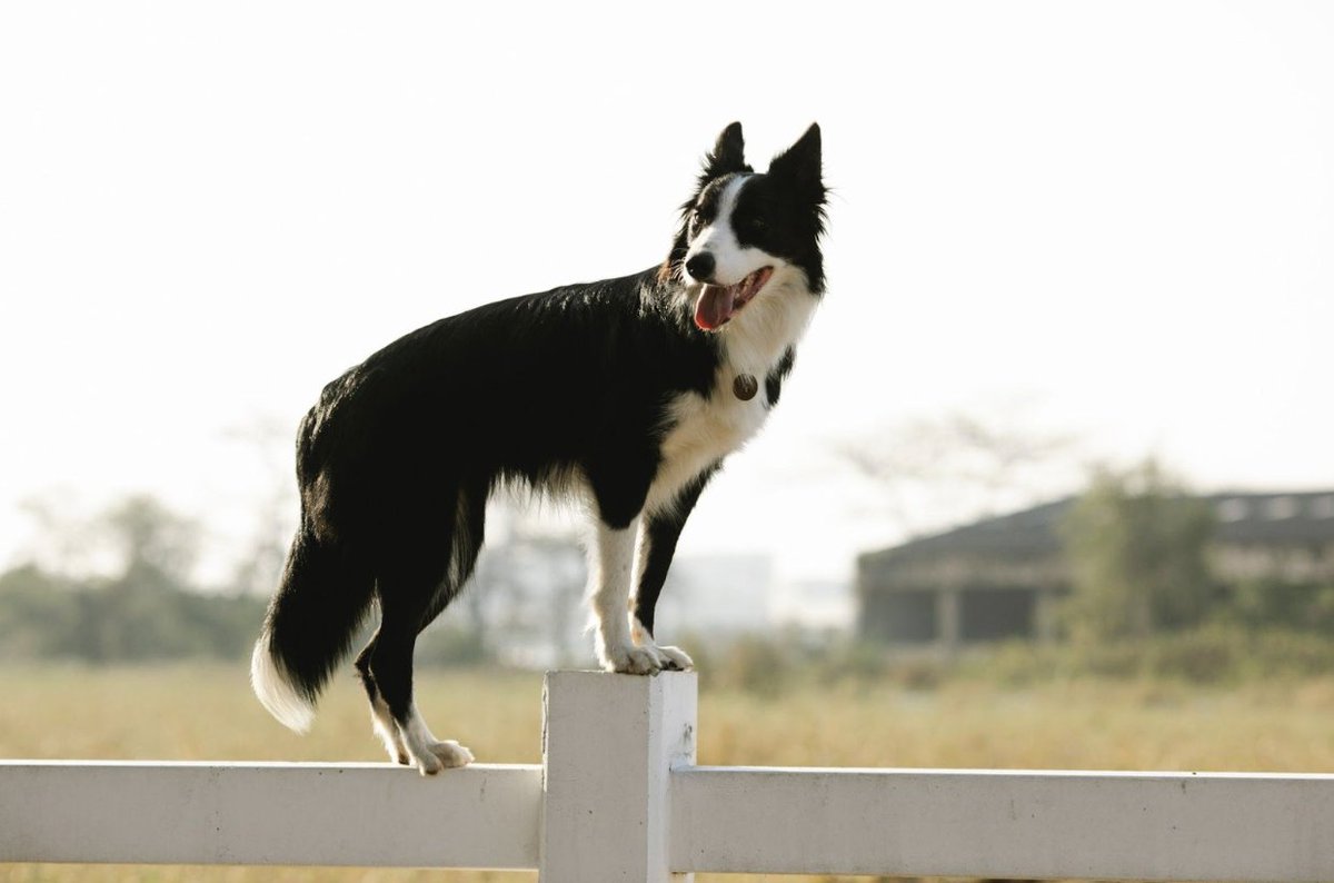 AccentFence's tweet photo. Install a Strong Fence to Prevent Stray Animals in the House
Increase the height of an ordinary garden fence by attaching netting to higher posts, thus creating a higher fence. Another option is to widen your fence by planting tall hedges along one side. https://t.co/dzmmDReqZL