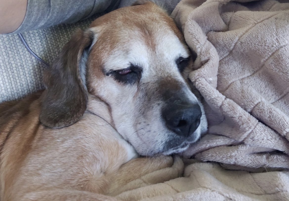 fuzznacht's tweet photo. My old man wandered off and has been missing from my parents’ for 24 hours 

Could really use some extra prayer that he gets home safely 🙏🏼 https://t.co/Tj65Kh8YHk