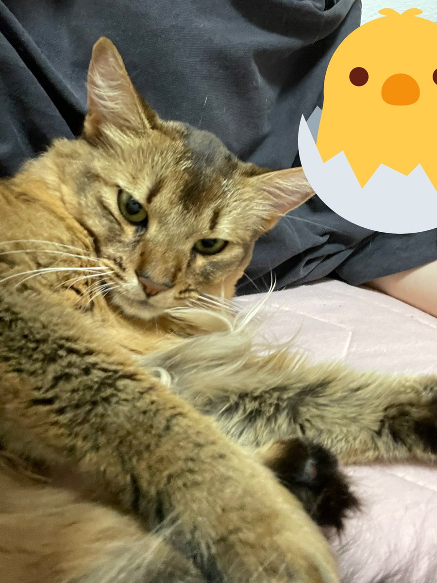 name_mugi's tweet photo. 生後80日の時と2歳になった今。

 #初めてのツイート 
 #ソマリ
 #猫好き
 #猫がいる暮らし 
 #もう2歳 https://t.co/5NJiKHqPmk