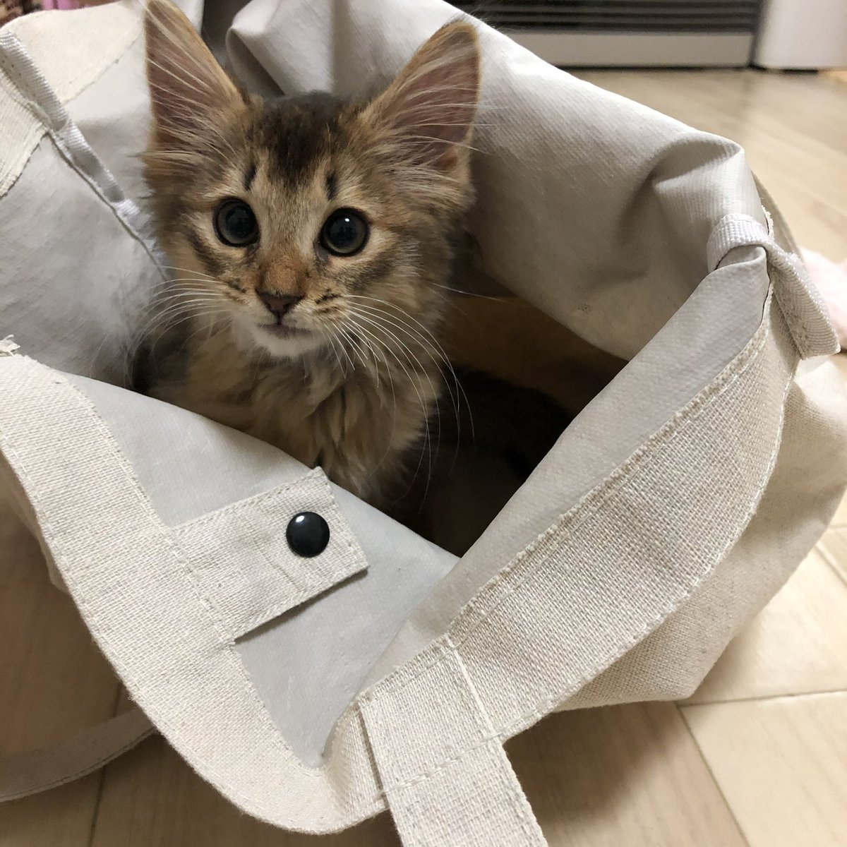 name_mugi's tweet photo. 生後80日の時と2歳になった今。

 #初めてのツイート 
 #ソマリ
 #猫好き
 #猫がいる暮らし 
 #もう2歳 https://t.co/5NJiKHqPmk
