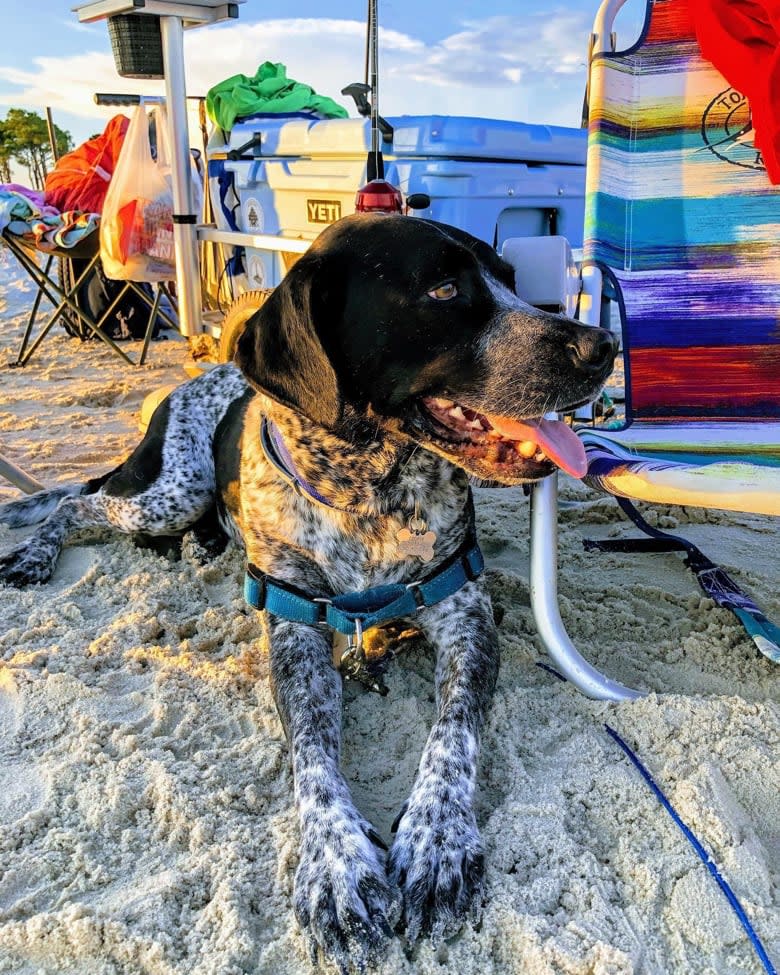 MobilePSP's tweet photo. Cooper had a blast enjoying the last minute summer activities! Who’s ready for the weekend?!? SHARE a picture of your pets with us and let us know what you plan to do together! 💚🐾🥰 #pspmobile #petsuppliesplus #minusthehassle https://t.co/8KRSYu6cpD