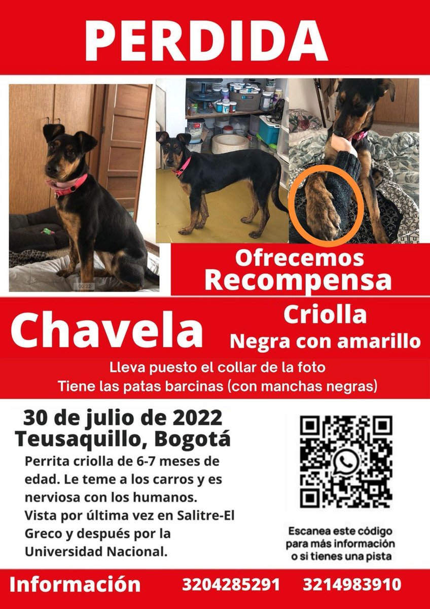 asarriamolano's tweet photo. Seguimos buscándola, y difundir nos ayuda a que ojalá alguien la vea o si alguien la tiene que sepa que la estamos buscando 🤞🏽❤️‍🩹 https://t.co/XytZvdWFbM