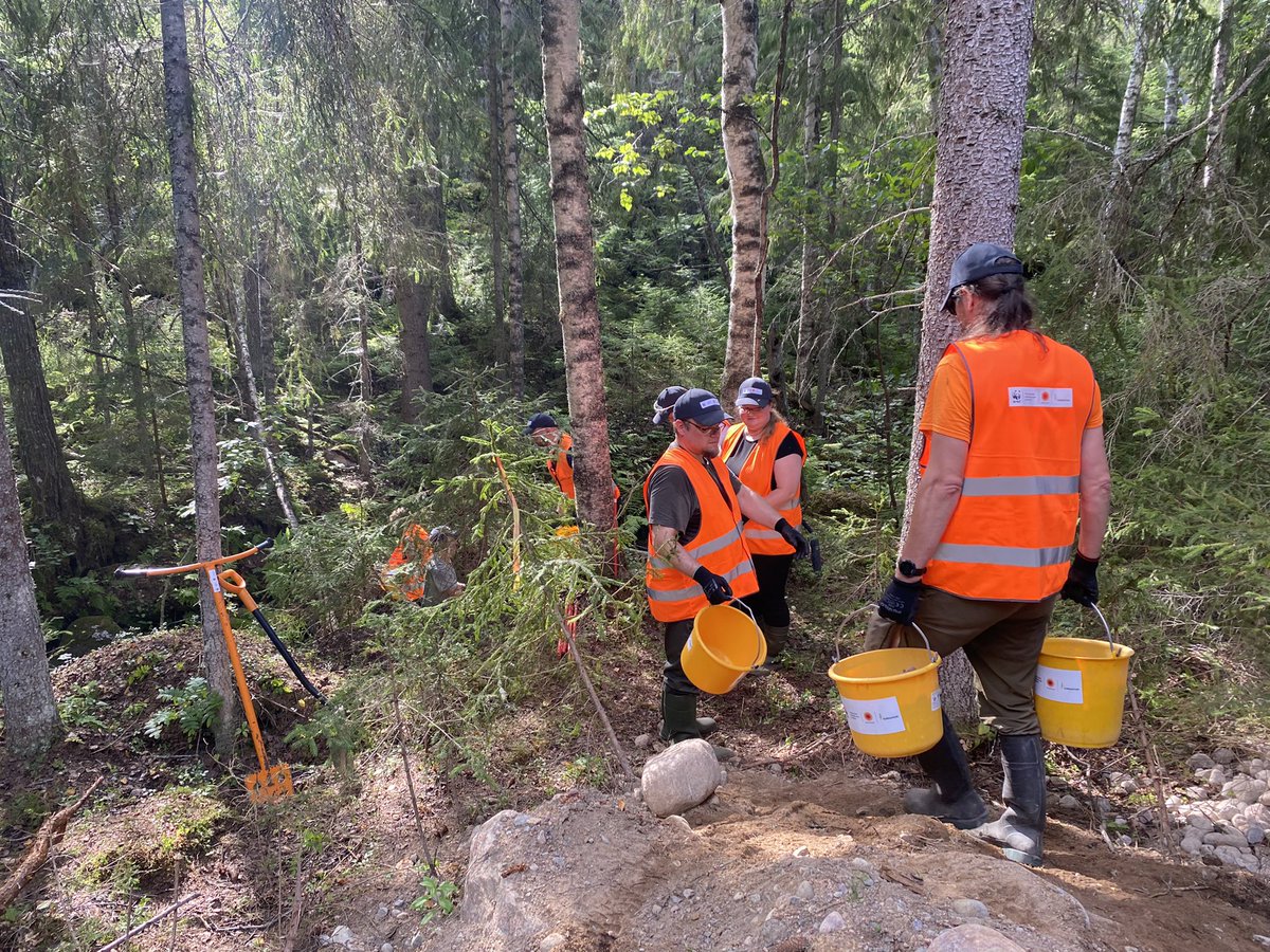 HanniJuha's tweet photo. Tänään Peukalojokea kunnostamassa lapio-ämpäri-hiki menetelmällä kutupaikkoja ja kiveyksiä. Puron viileiden kivien suojissa on taimenen synnäri ja varhaiskasvatus. Siitä selille varttumaan ja paluu synnyinseudulle kutemaan.Pienestä se lähtee.
#Puumala #Storaenso #WWF #Tornator https://t.co/txx0Q2OWzK