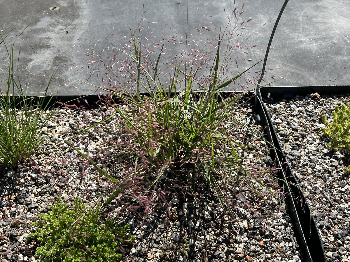 ab_decker42's tweet photo. Purple love grass (eragrostis spectabilis). Absolutely stunning 😍 https://t.co/YG5oHMhQyi