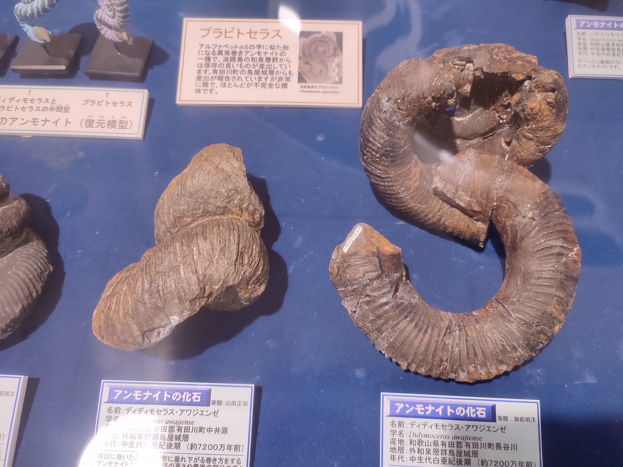 日本産 淡路島 白亜紀アンモナイト化石（ディディモセラス）