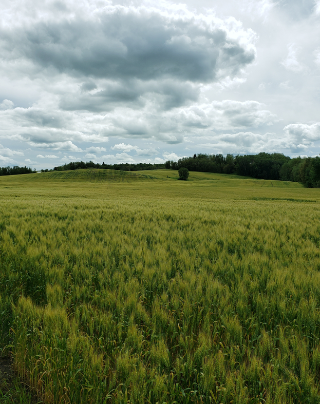 UrbaneForester's tweet photo. Wheat on the Canadian prairies https://t.co/hDhgmPodWu