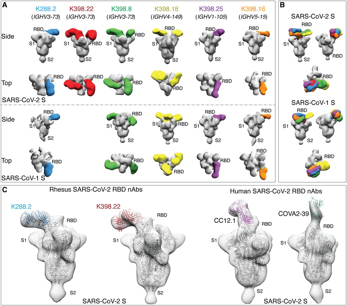 ScienceTM's tweet photo. The @andrabi_raiees, @DennisRBurton, and Wilson labs find macaques produce broadly neutralizing, variant-protective antibodies after #SARSCoV2 vaccination – providing insights to guide the design and testing of future #COVID19 vaccines. @scrippsresearch https://t.co/L39pHq45pE https://t.co/hK3EhkyXKn
