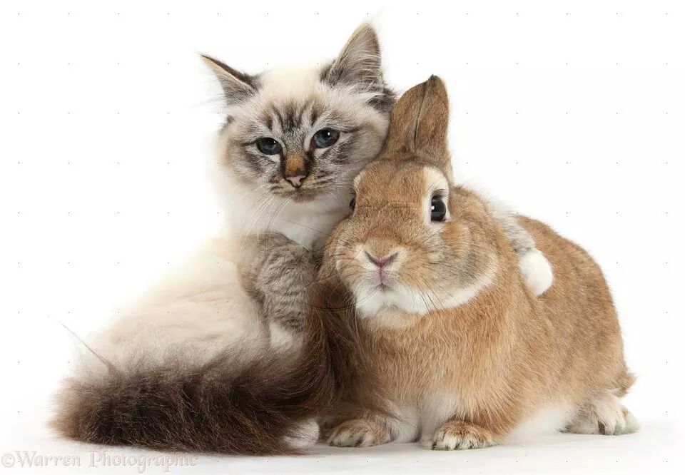 Bunnies (@RabbitEveryHour) on Twitter photo 2022-08-12 15:33:49