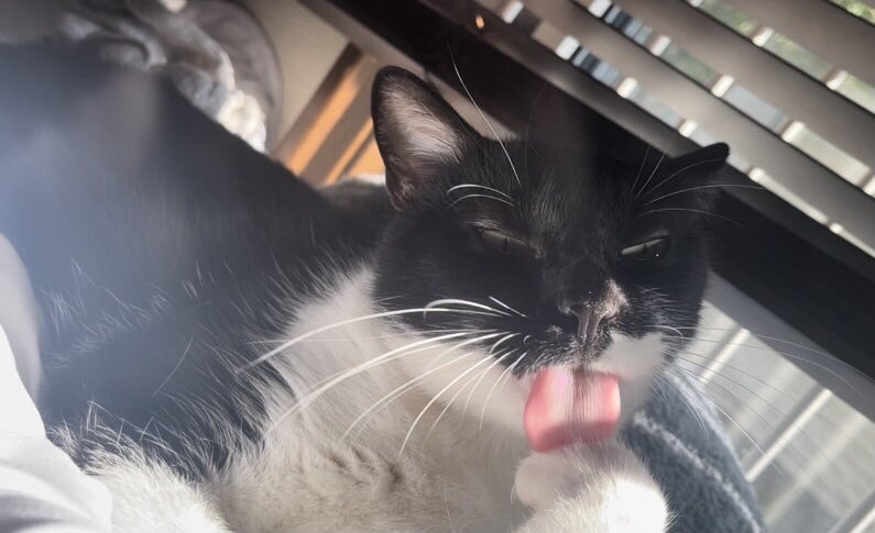 関東は今日から台風です。🌀

皆さんお気をつけ下さい。😊😸💦

おむすびkun、変顔🤪です。

#台風
#おむすびkun
#毛繕い
#変顔