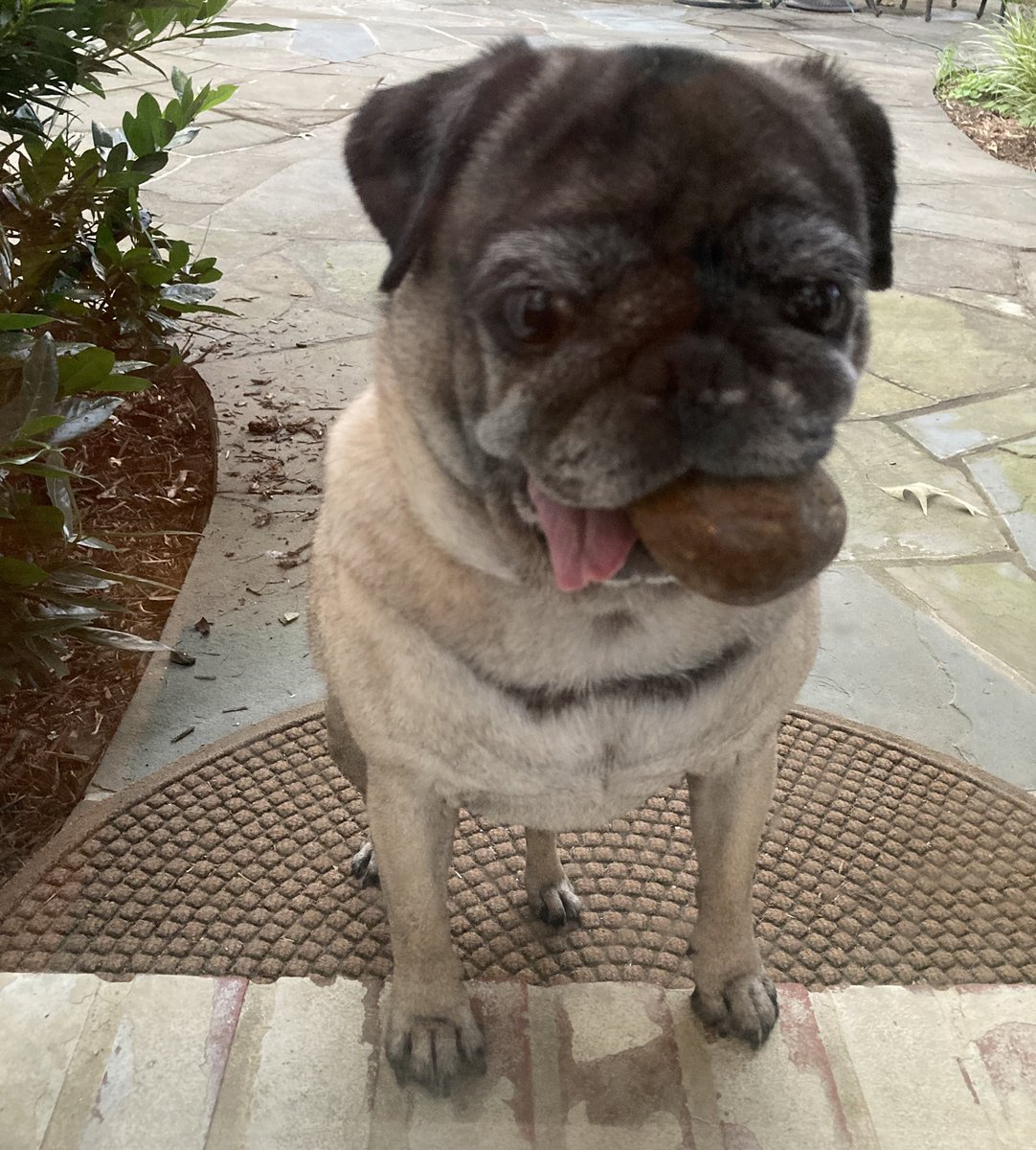 Mama, please let me in the house with my favorite toy .  .  . a rock. Pretty please.  #pugs #pugsoftwitter #dogs