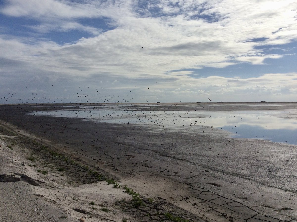 Marker Wadden, precies 5 jaar geleden. Ook toen heel veel oeverzwaluwen…