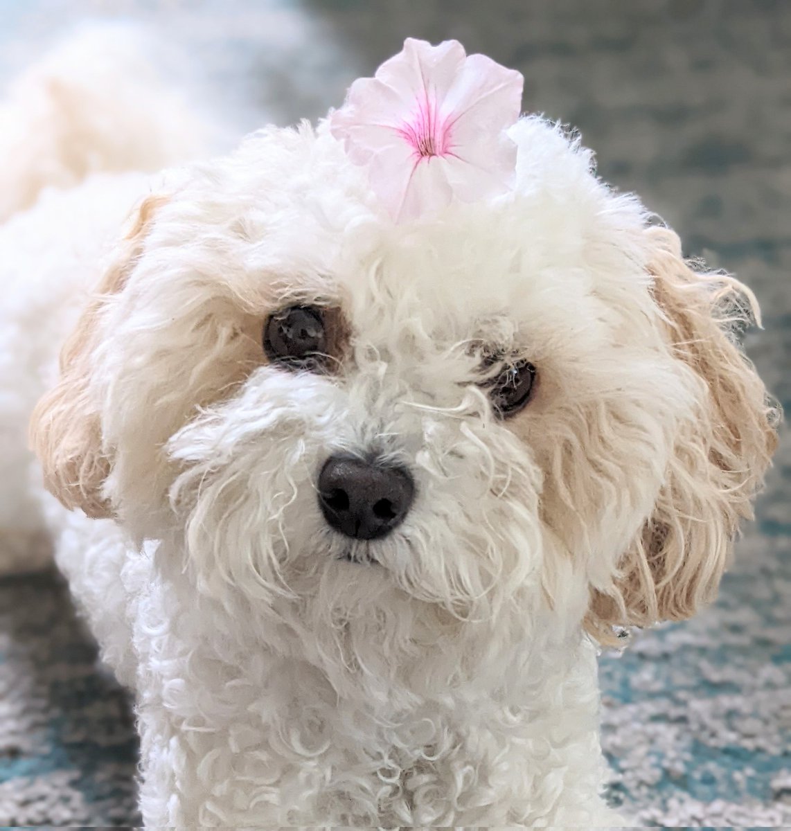 Happy #FloofHeadsFriday! #FloofHeadsClub 🌸