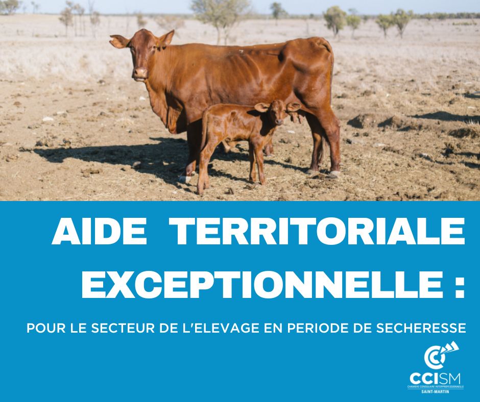 CCI Saint-Martin tweet media