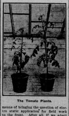 random_old_news's tweet photo. ✅ Keyword Today: #Tomato https://t.co/i43iTS9b5e