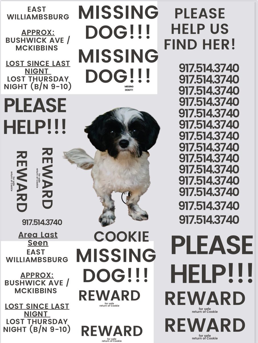 DinaFreeman's tweet photo. #Reward #eastwilliamsburg #cookiepupismissing #helpfindmydog #lostdognetwork #lostfurbaby https://t.co/ByQh7gebHX