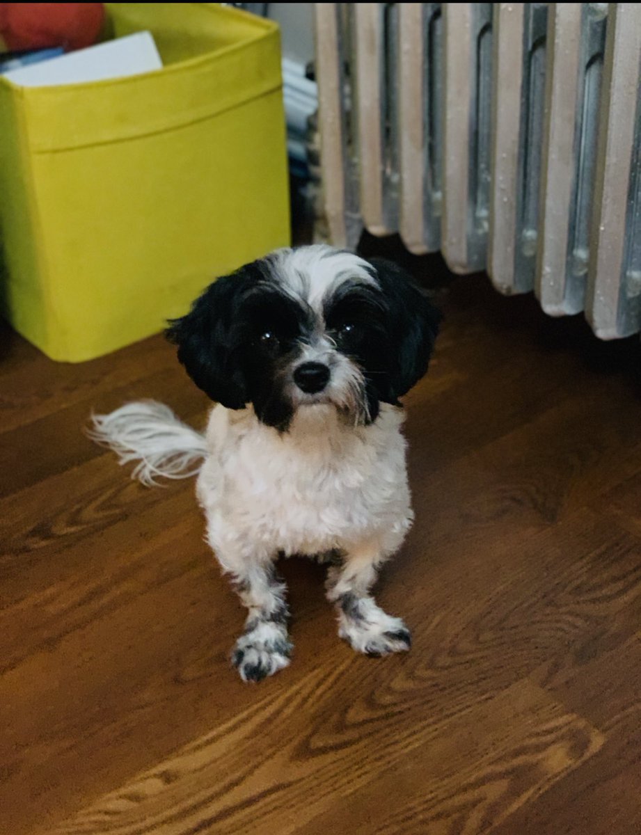 DinaFreeman's tweet photo. #Reward #eastwilliamsburg #cookiepupismissing #helpfindmydog #lostdognetwork #lostfurbaby https://t.co/ByQh7gebHX