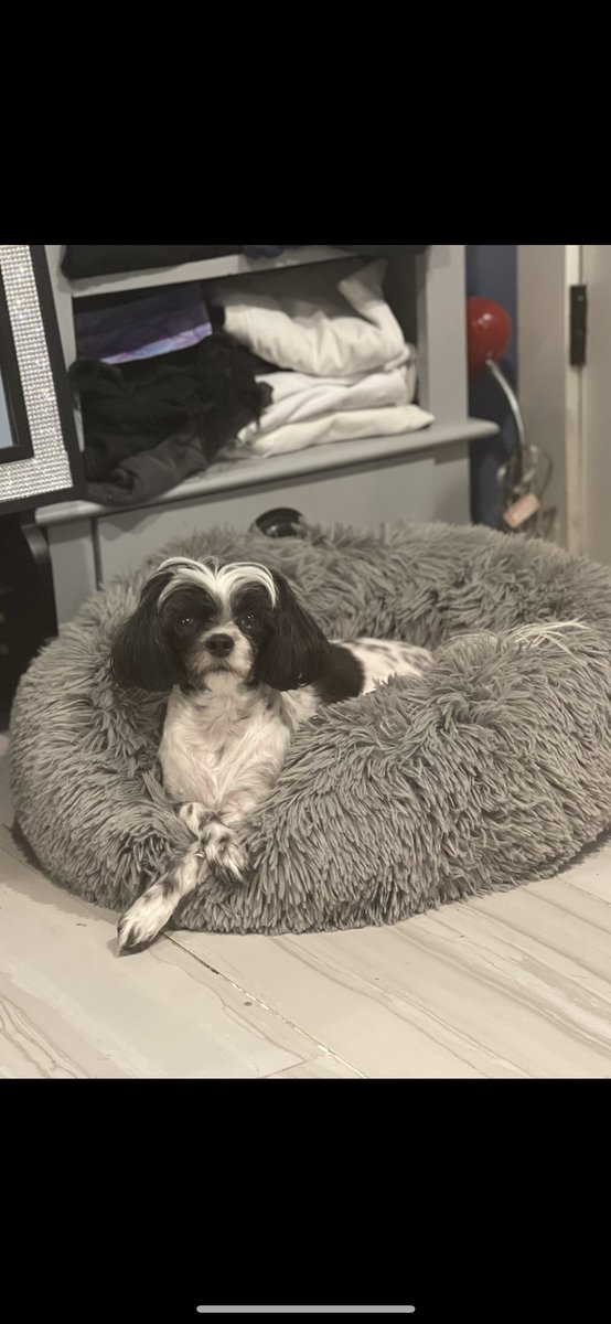 DinaFreeman's tweet photo. #Reward #eastwilliamsburg #cookiepupismissing #helpfindmydog #lostdognetwork #lostfurbaby https://t.co/ByQh7gebHX