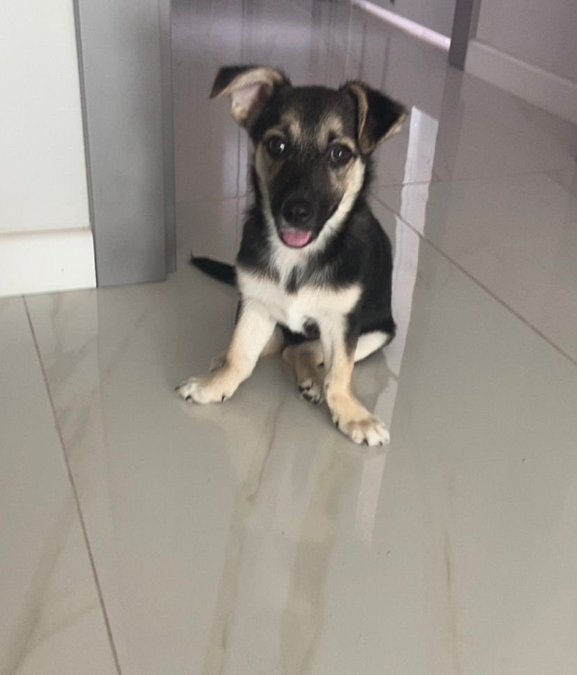 Çok acil ANTALYA sahiplendirilecek !
3 aylık melez RUS finosu.  #satınalmasahiplen #antalyahayvansahiplenme iletişim için <a href="/Suleevaroll/">ŞV</a>