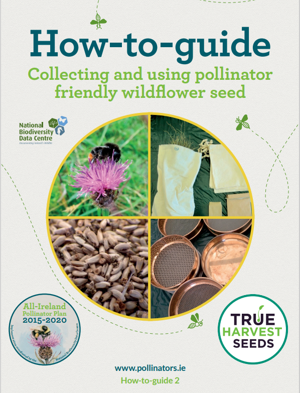 Seeds are dropping now, so this weekend's long read is our guide to collecting wildflower seeds. 

If you want to learn how to safely source, harvest, and use native, local wildflower seed, this is for you.

August's seeds feed next year's bees!

bit.ly/316flTs