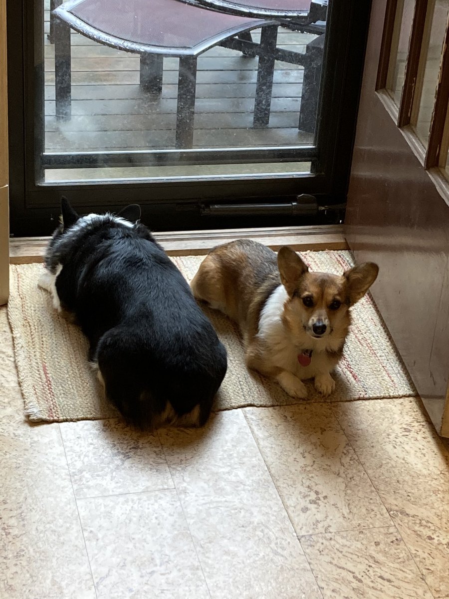 You look for treats, while I’ll watch to see when it stops raining