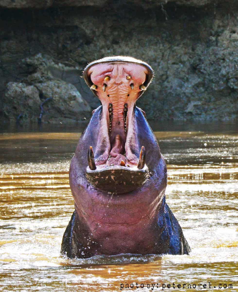 Weeekeeeeeend... In the wild...
#peterhogel #bullbushrivercamp #safari #photography #Uganda #photographysafari #ishasha #VisitUganda #ugandauncovered #wildlifeaccommodation #river #riverlife #poolsideoflife #tranquility