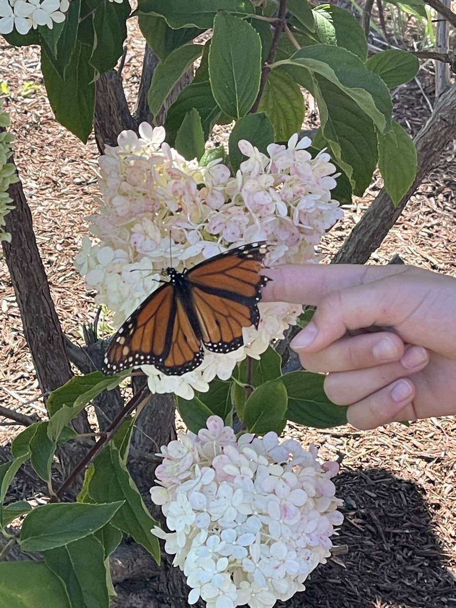 William Aube tweet media