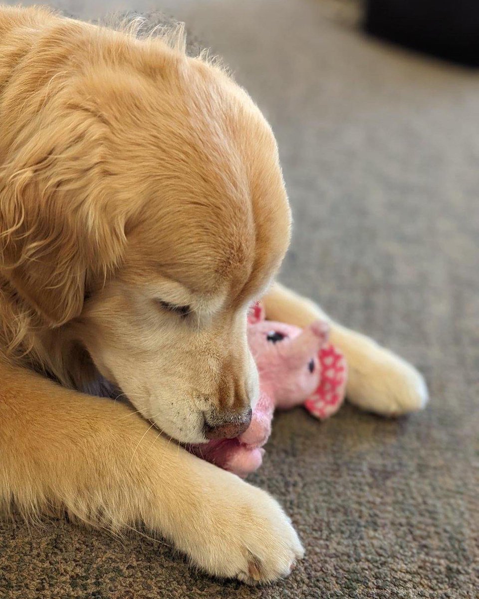 I’m a happy pup when I earn my playtime paycheck 😛